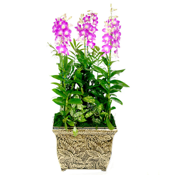 덴파레3호