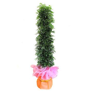 홍콩야자B형